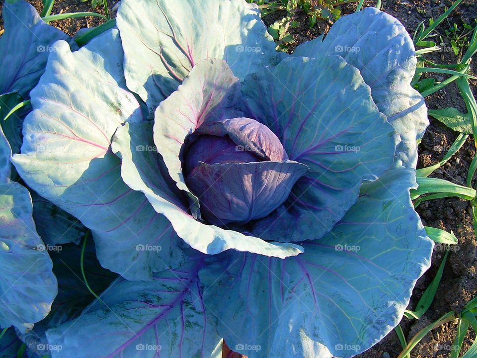 Green cabbage