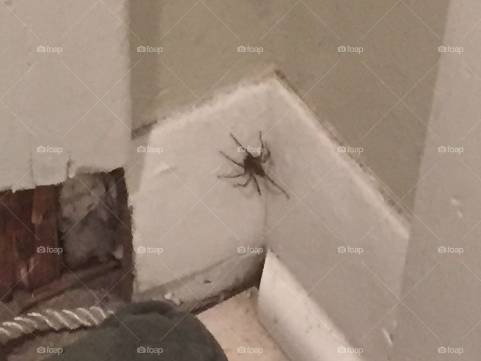 Spider came in from the cold; I hope it's not poisonous. 