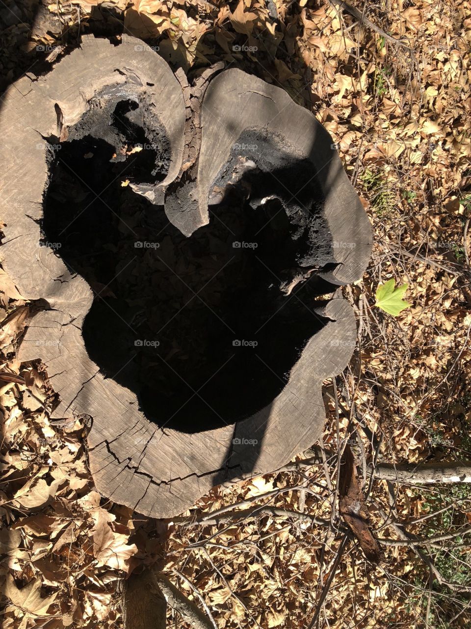 Heart shaped stump