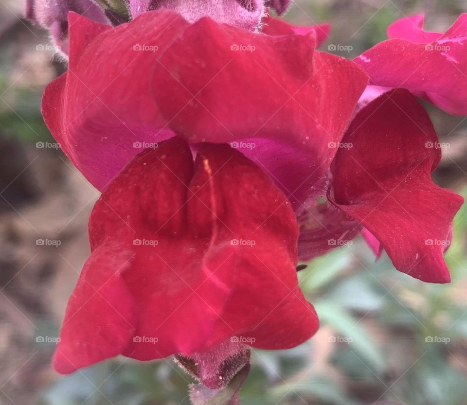 Snapdragon 