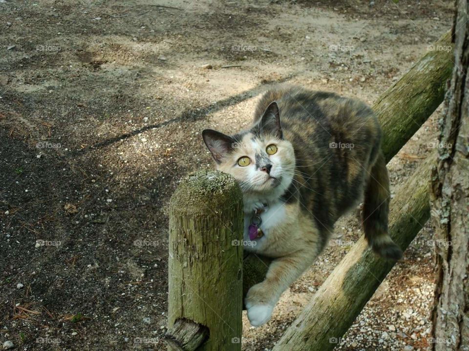 She has found the Chipmunks