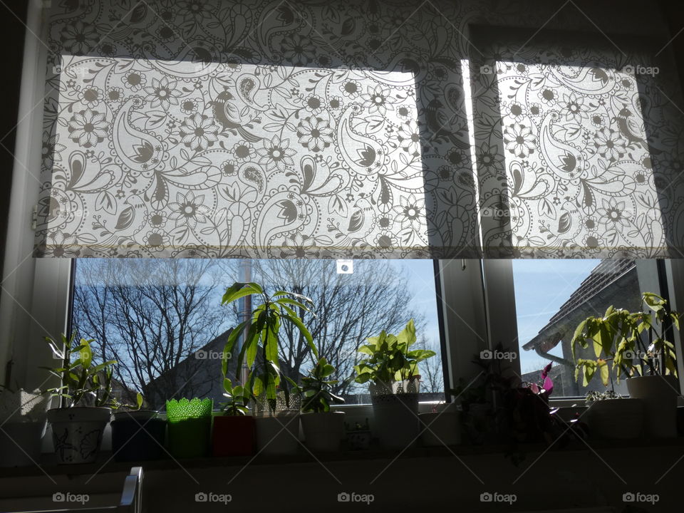 indoor plants, window
