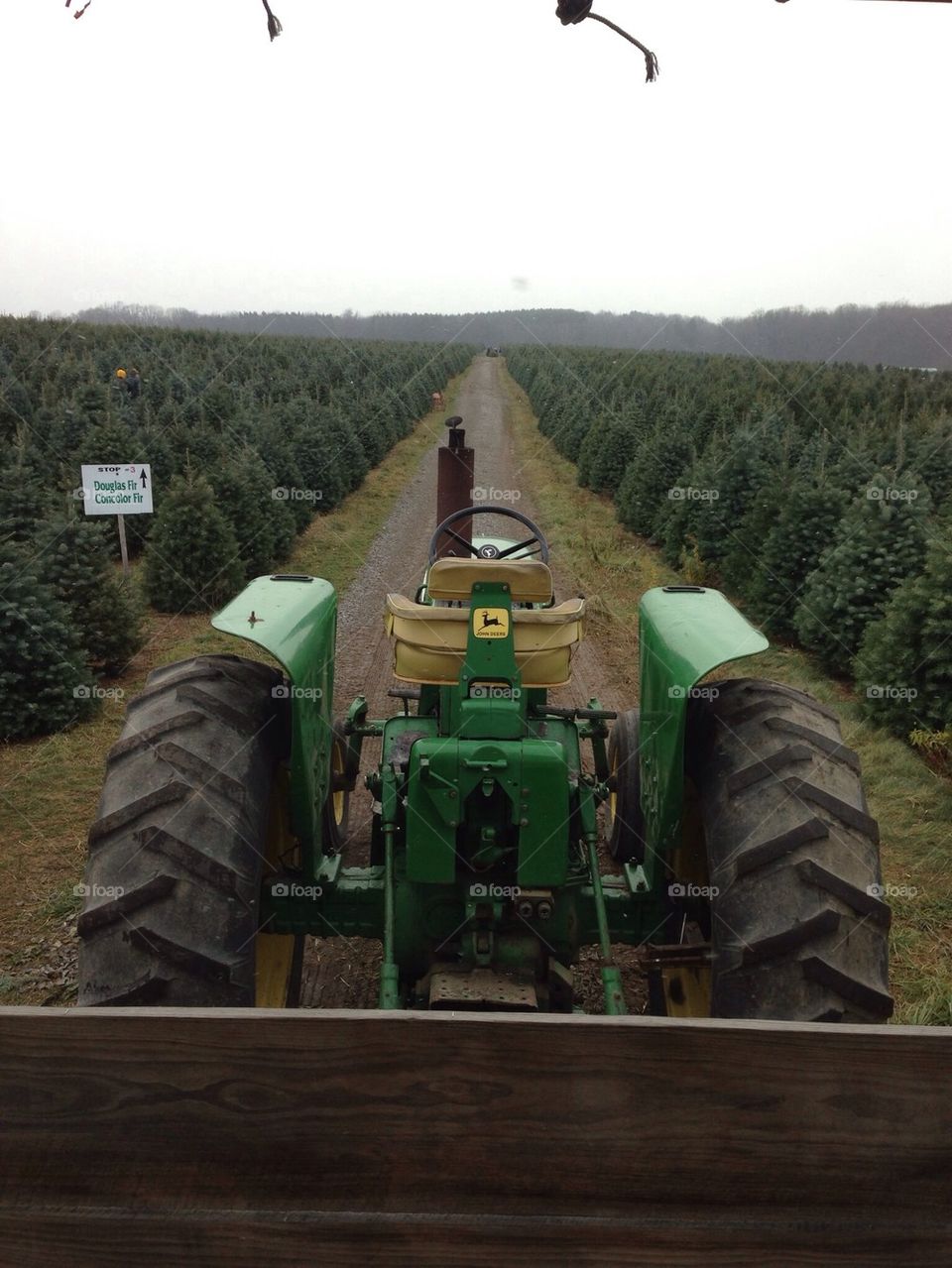 Christmas tree farm