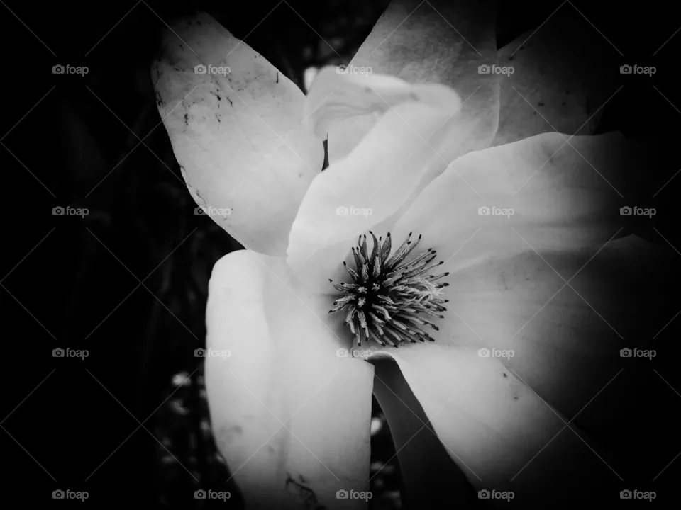 Blossom