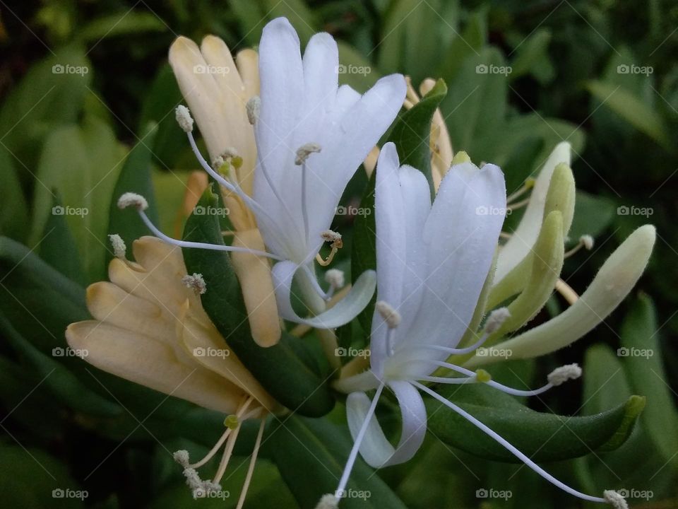 white and yellow honeysuckle flower with green leaves