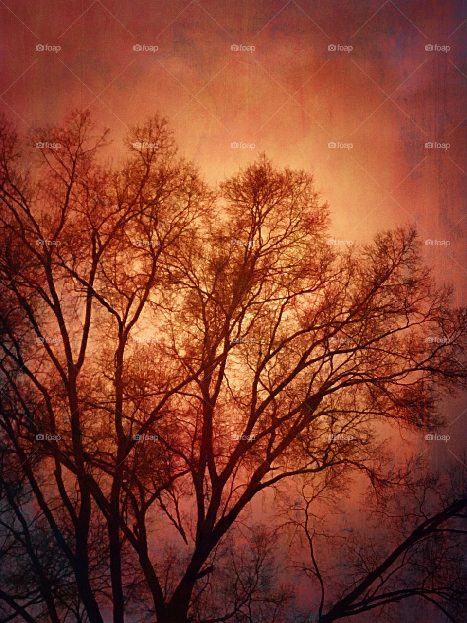 Tree Portrait using special effects