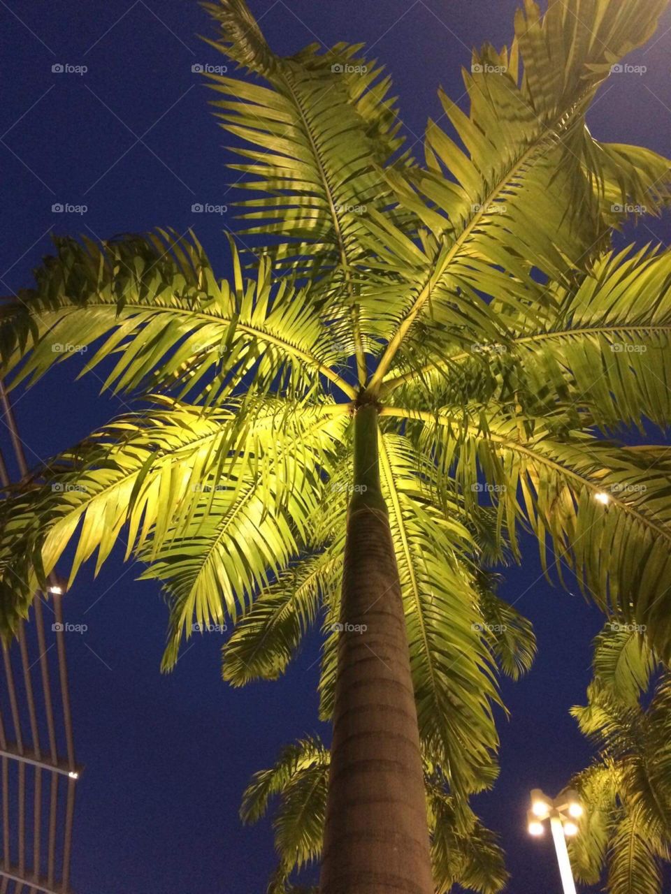 coconut tree 