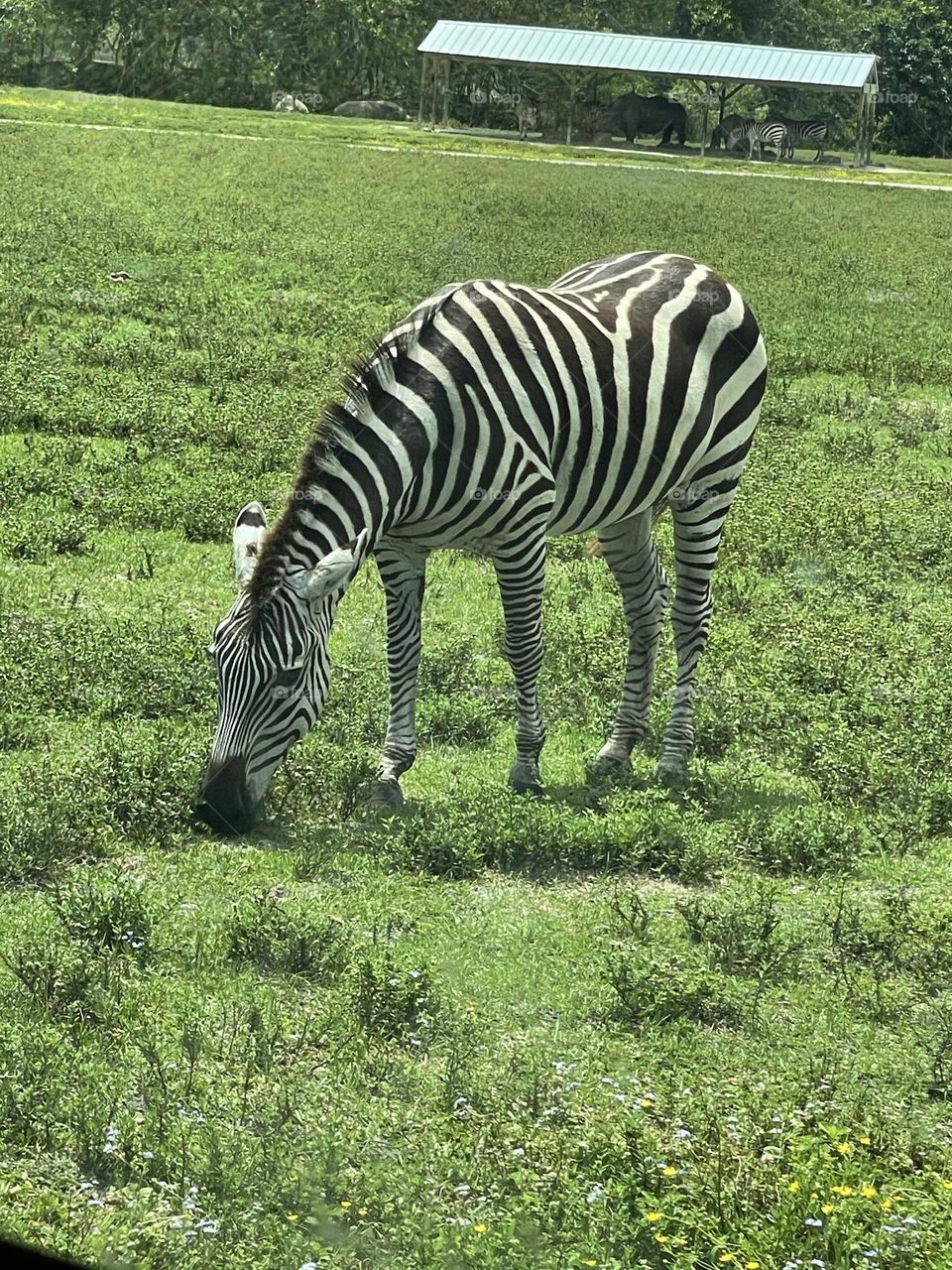 Zebra munching on its daily grain. The stripes run wild in the beautiful animal. 
