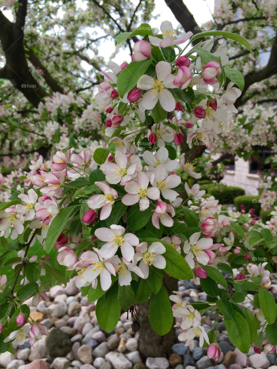 Pretty tree. Pretty tree