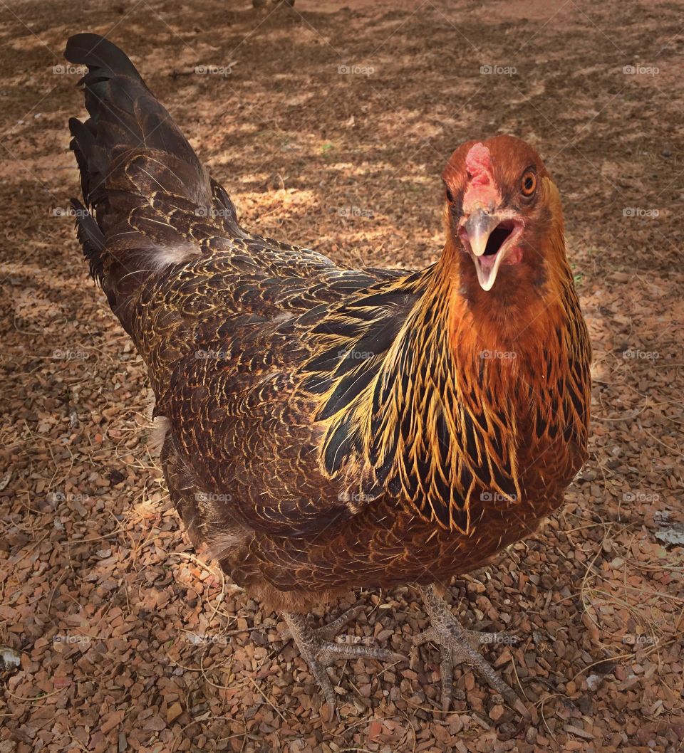 Free range pet Easter egger chicken 