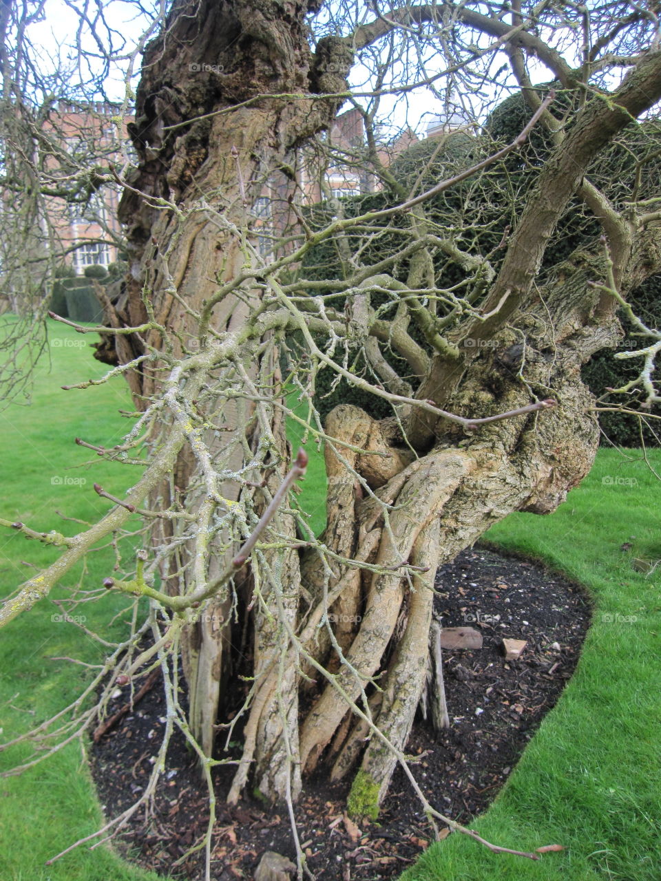 Tree, Nature, Wood, Trunk, Branch