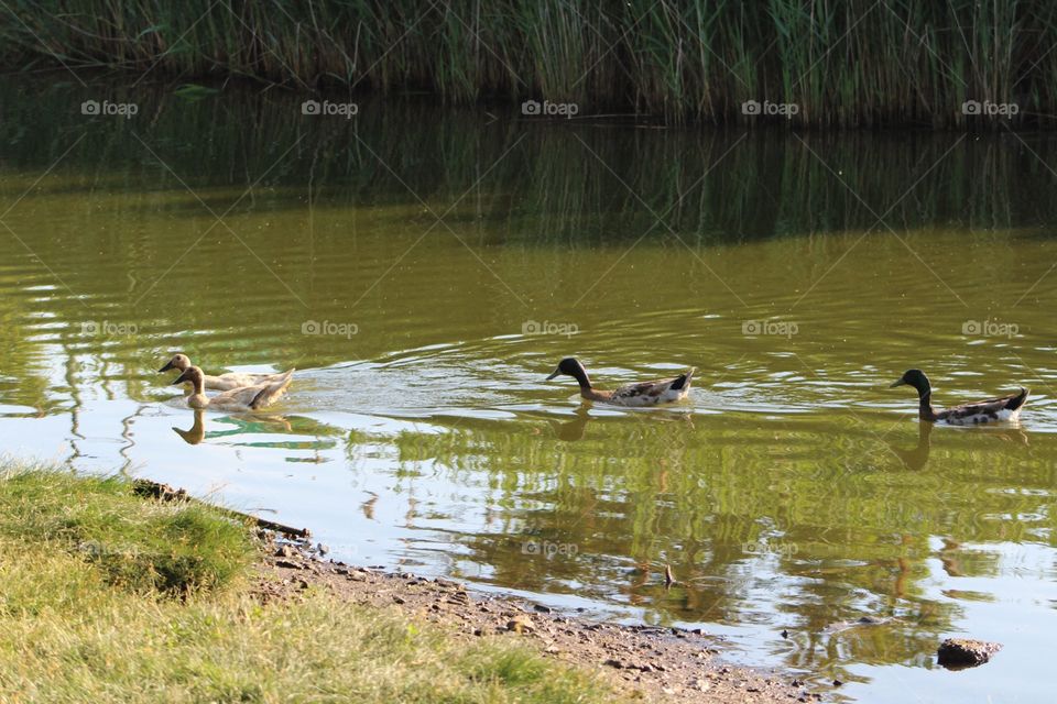 Bird, Water, Lake, Pool, Duck