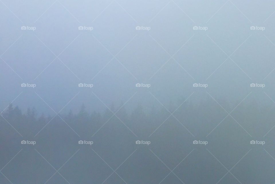 Foggy tree line