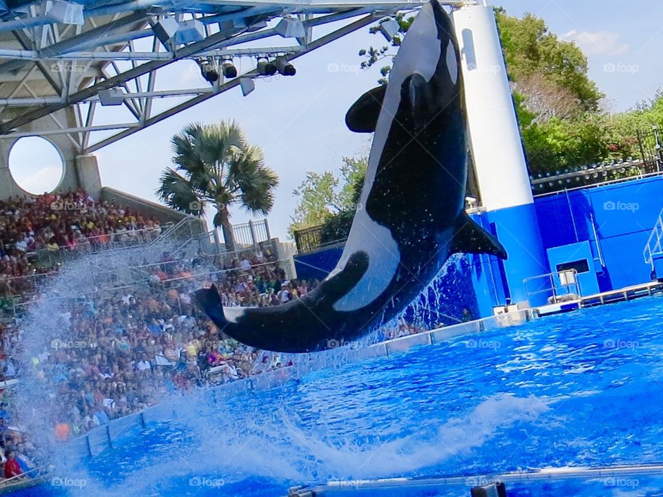 Killer whale splash