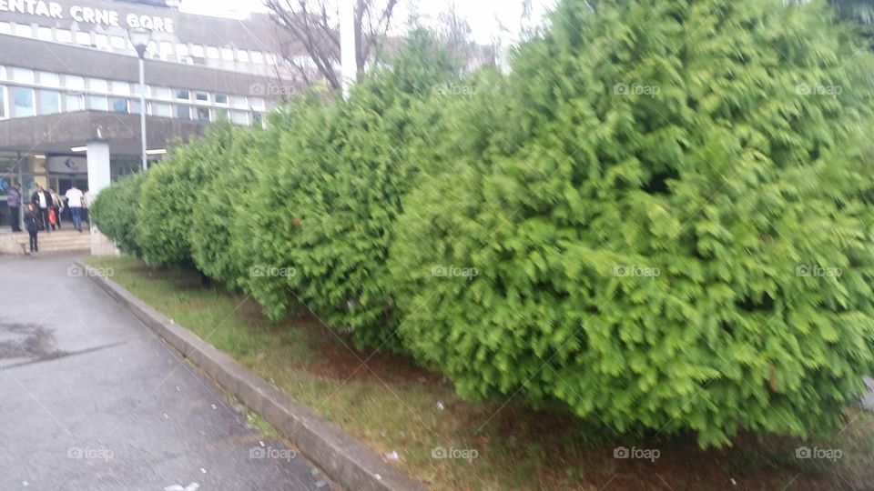 Garden, Leaf, Flora, Tree, Environment