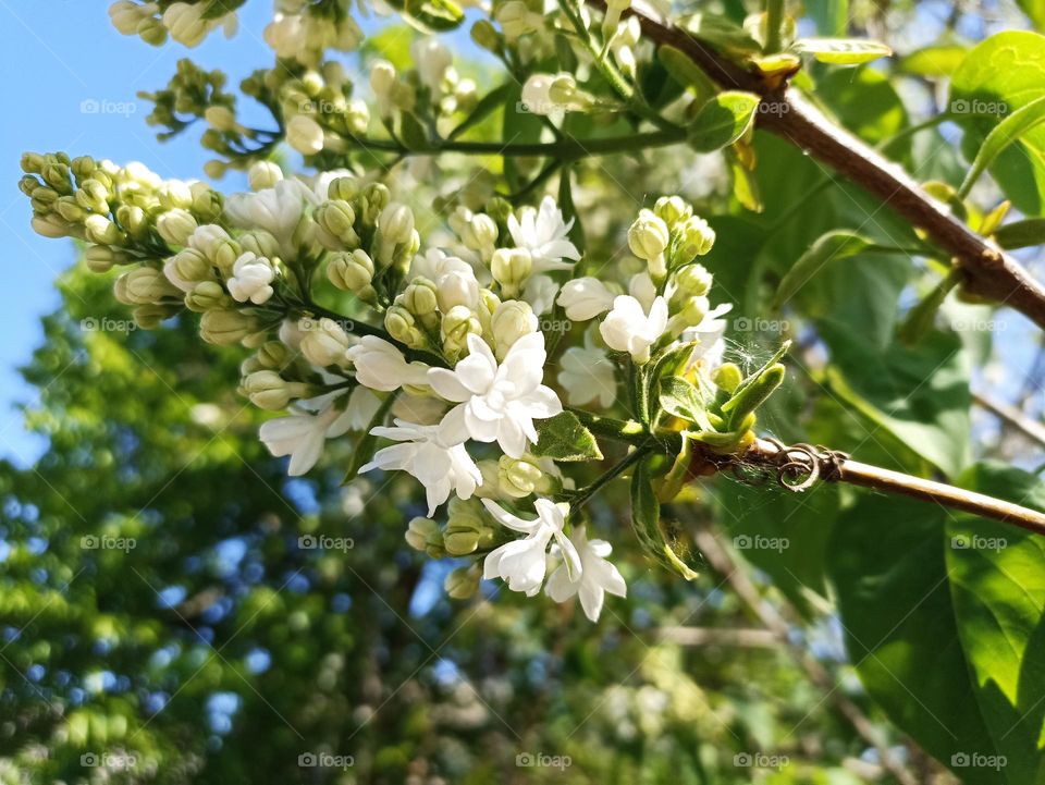 Syringa vulgaris, the lilac or common lilac, is a species of flowering plant in the olive family Oleaceae, native to the Balkan Peninsula, where it grows on rocky hills