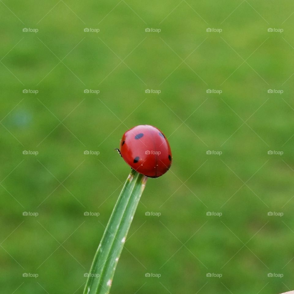 ladybug