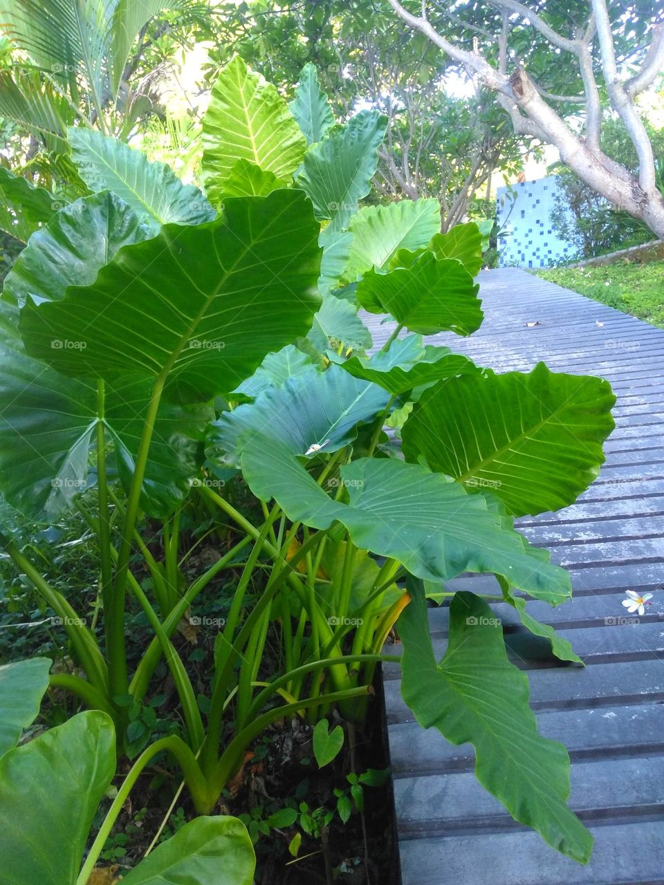 Green plant in the park