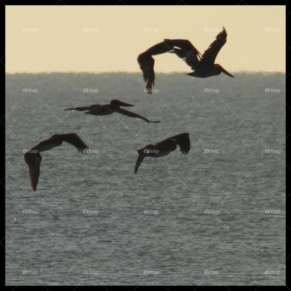 Pelicans flying 