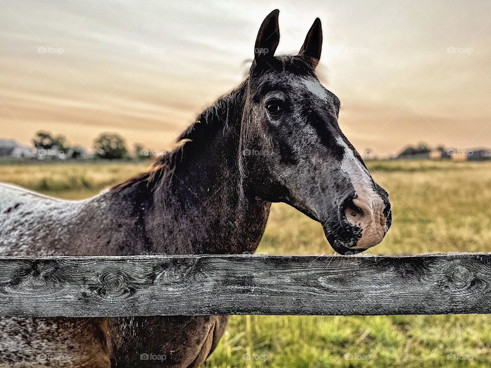 Horse in the field with sunrise, on the farm with a horse, horse farm in Pennsylvania, traveling in the country, field of horses 