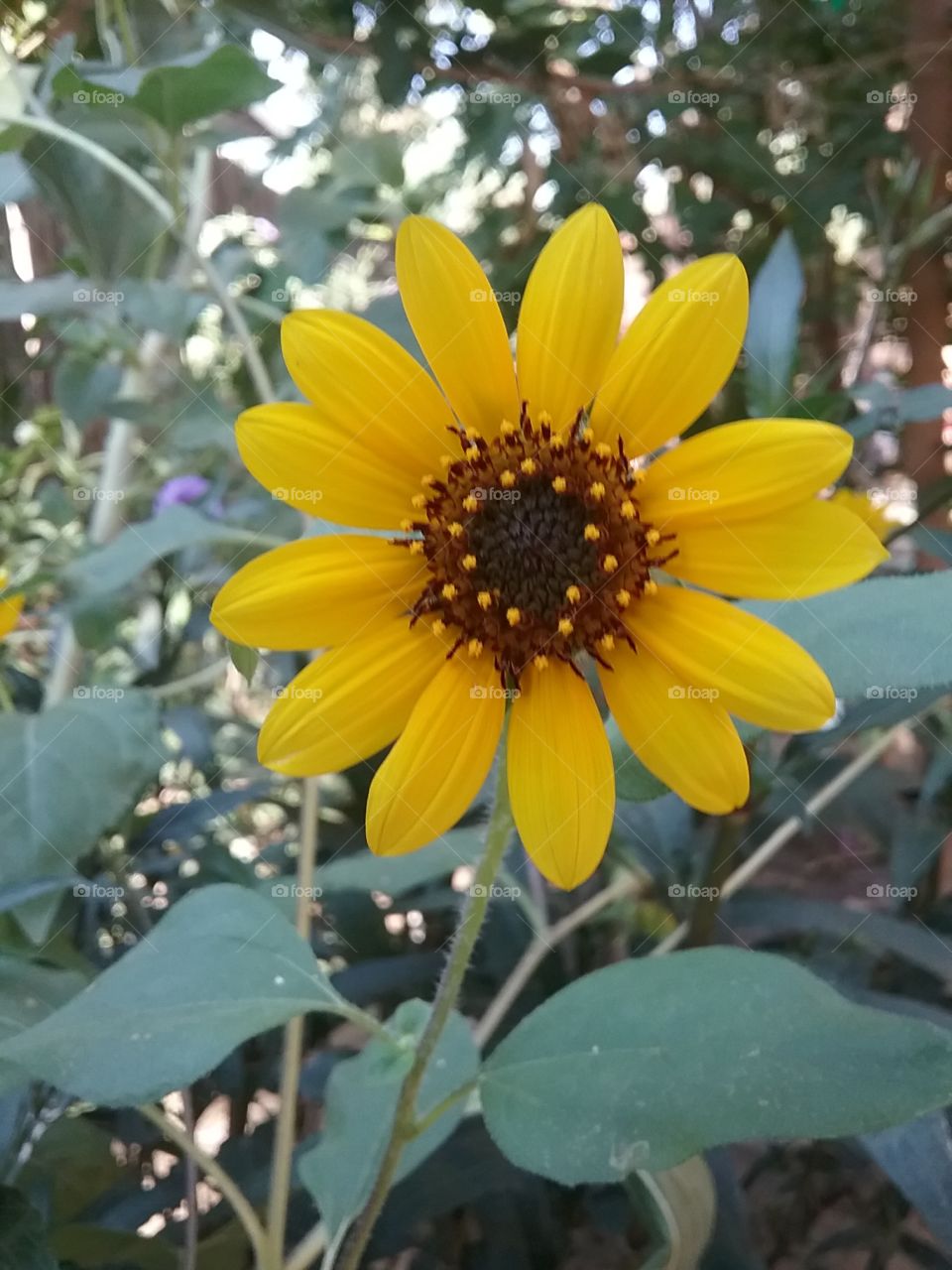 Pretty little sunflowers