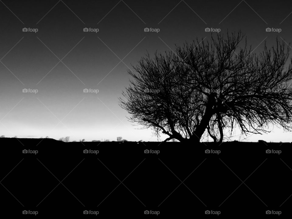 I honestly love sleeping trees. They give off this awesome creepy visual that looks amazing on pictures! 