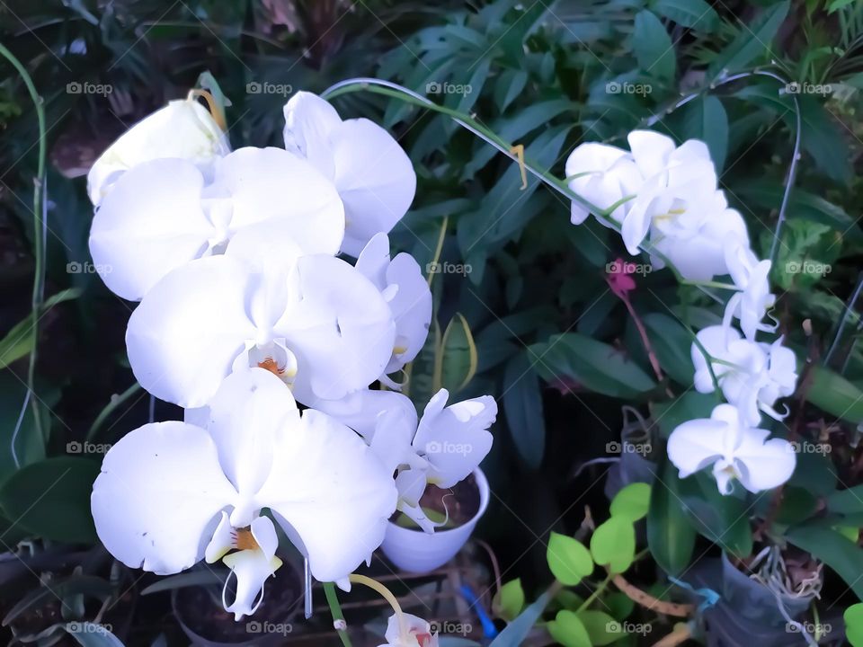 Is the flower of the Moon Orchid (Phalaenopsis amabilis) that blooms.  Friday 10 December 2021 in Jakarta, Indonesia