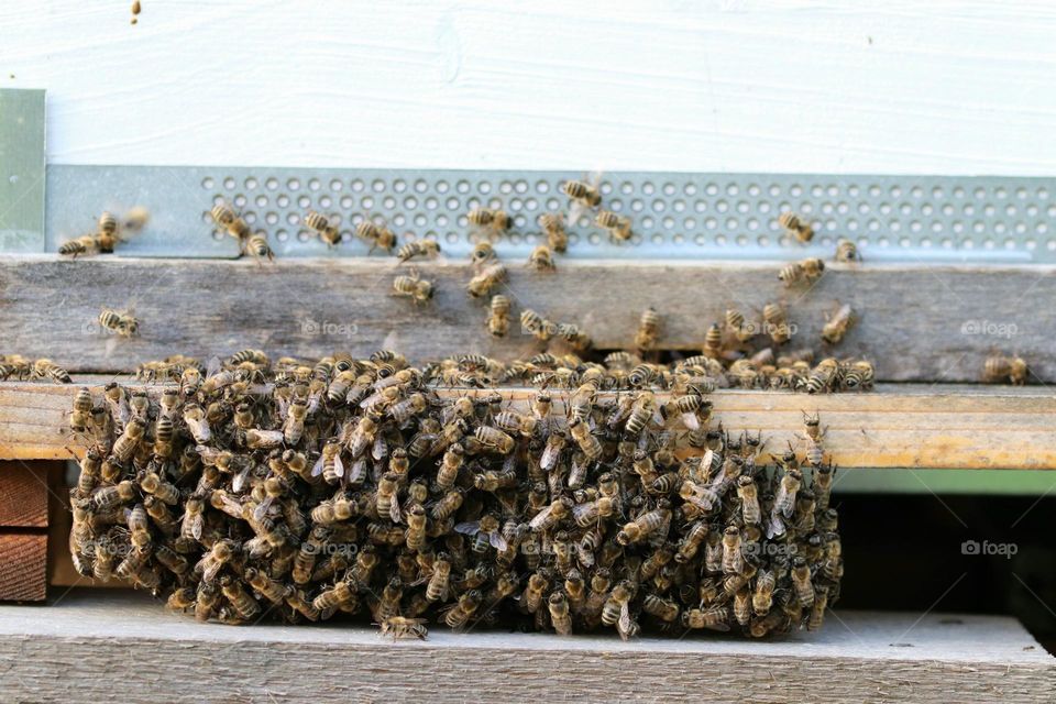 Birds& Bees- Nature in Motion