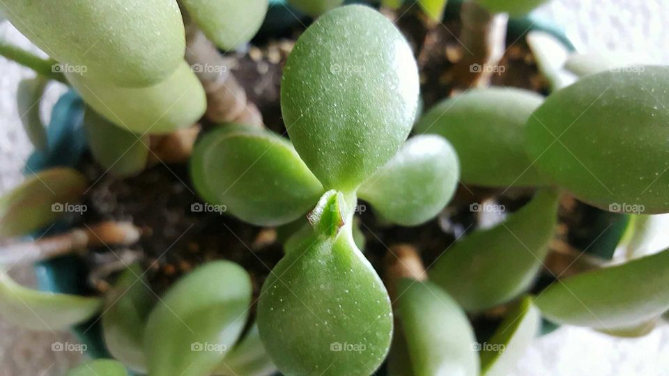 beauty in nature...jade plant