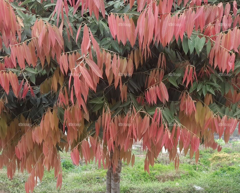 Beautiful Colour Tree