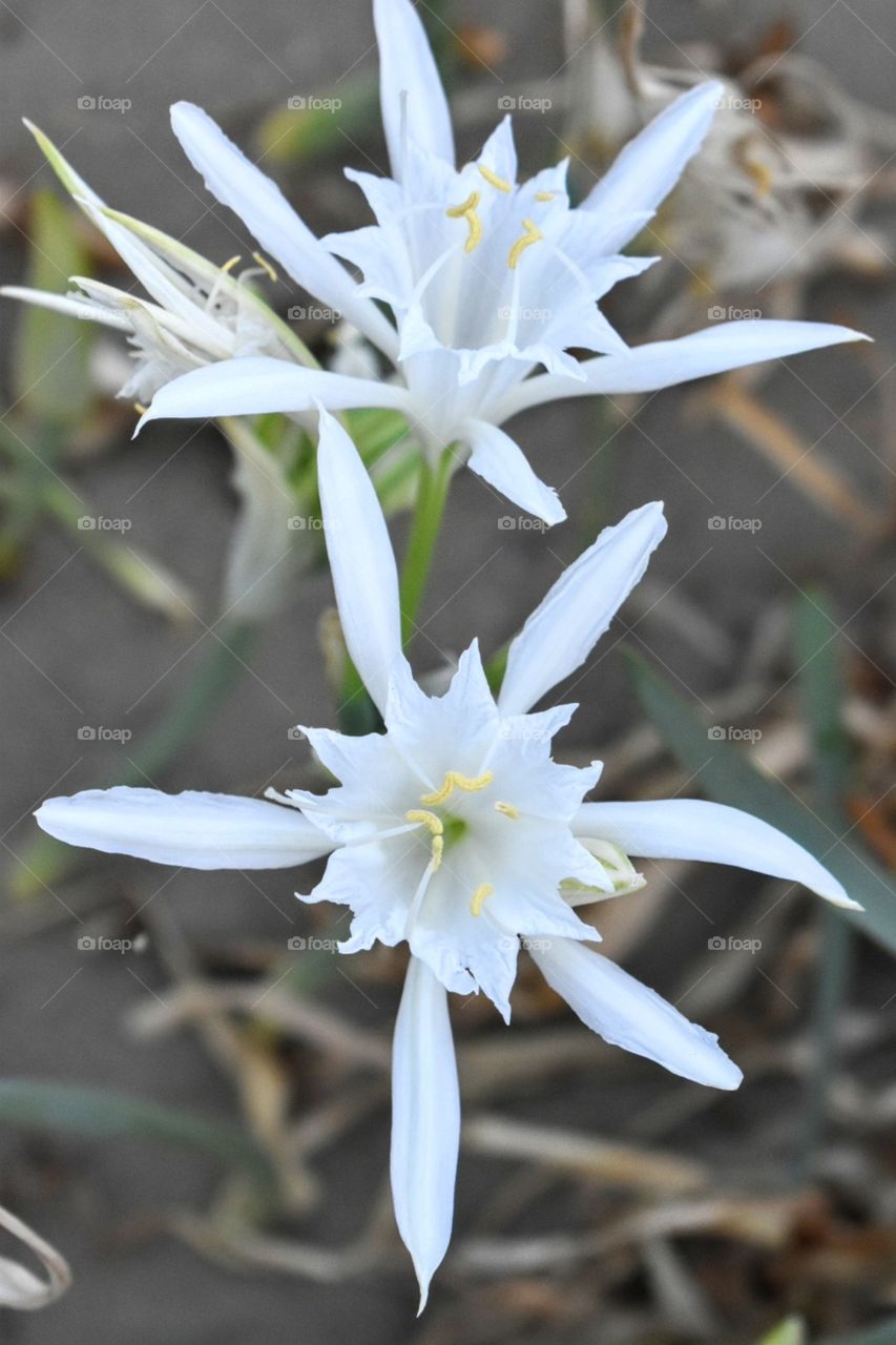 sea lily