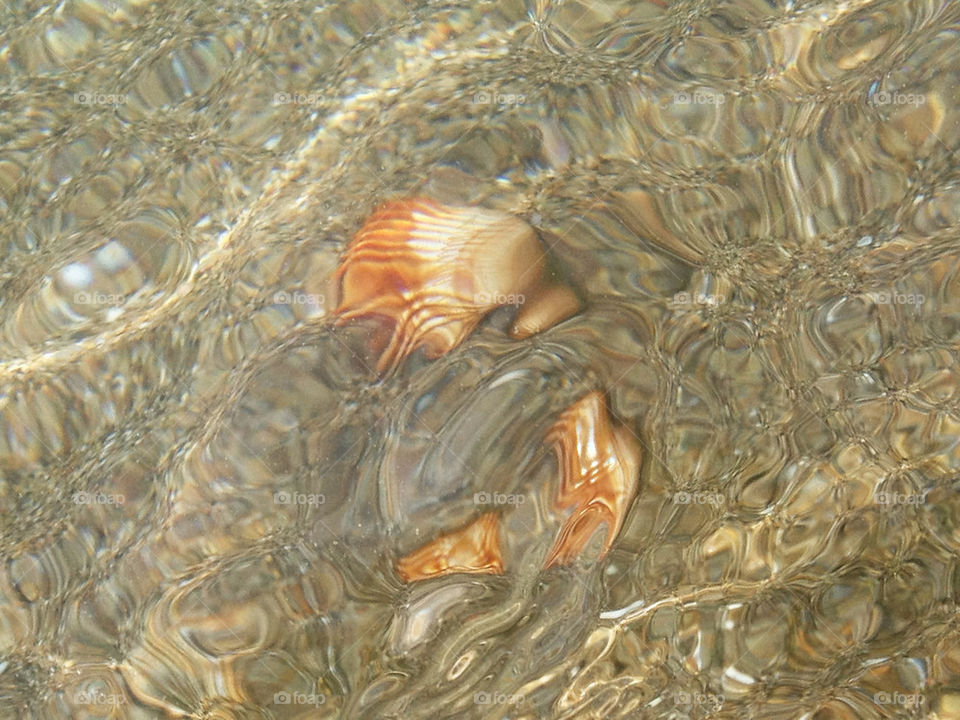 beach water sea seashell by formalhaut