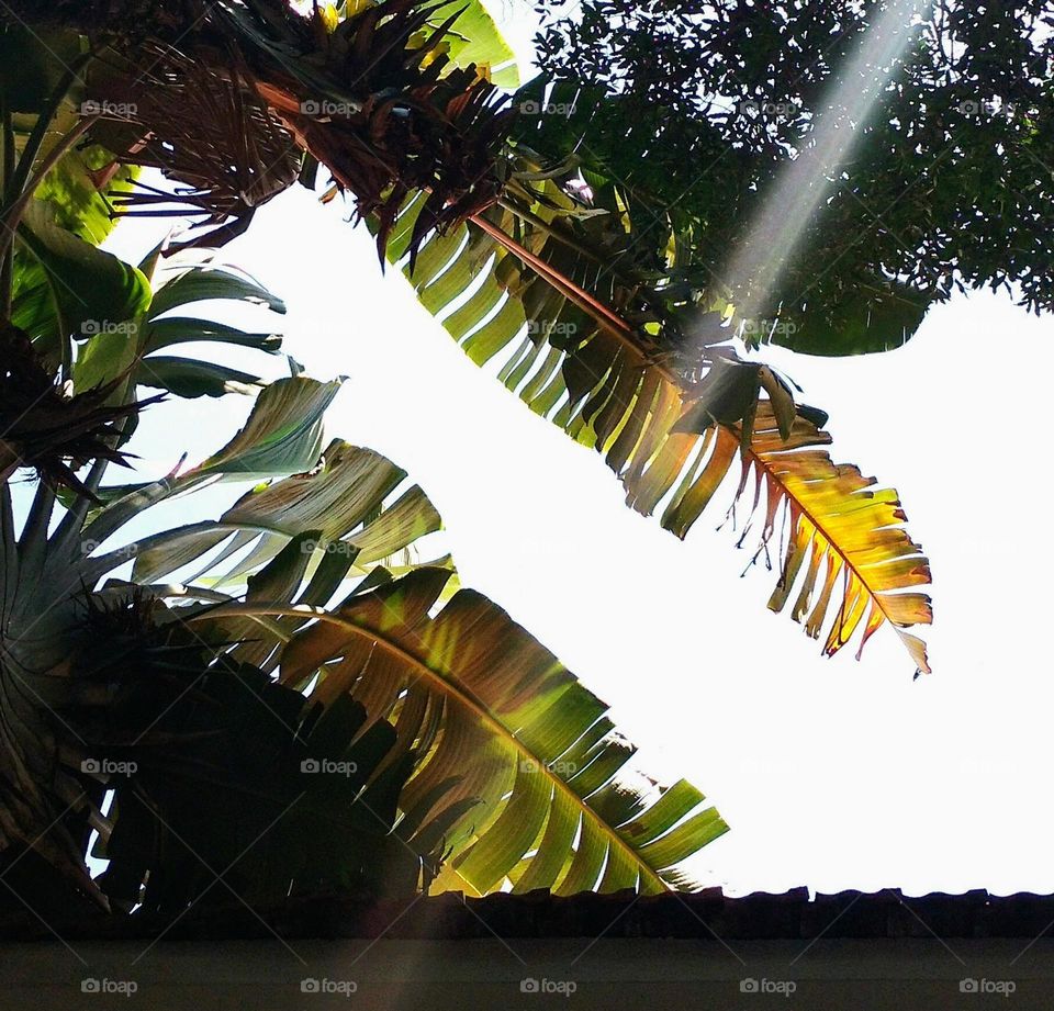 banana tree leaves and sunlight