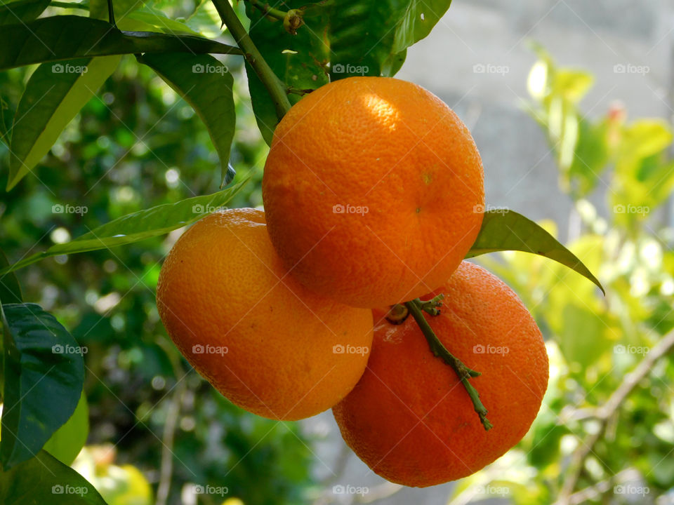 orange tree