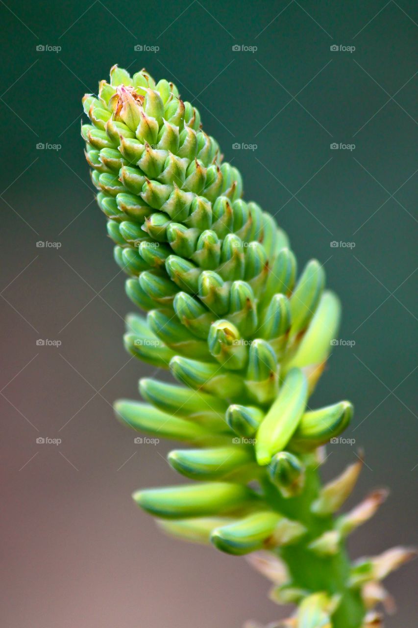 "Aloe Aloe"