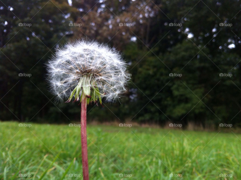 field nature dandelion close by aflaum