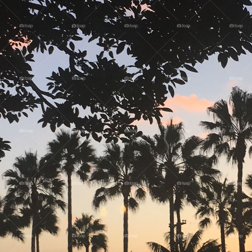 Palm trees under the sunset 