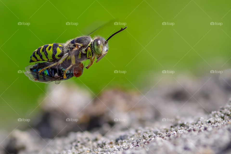 sand wasps with prey