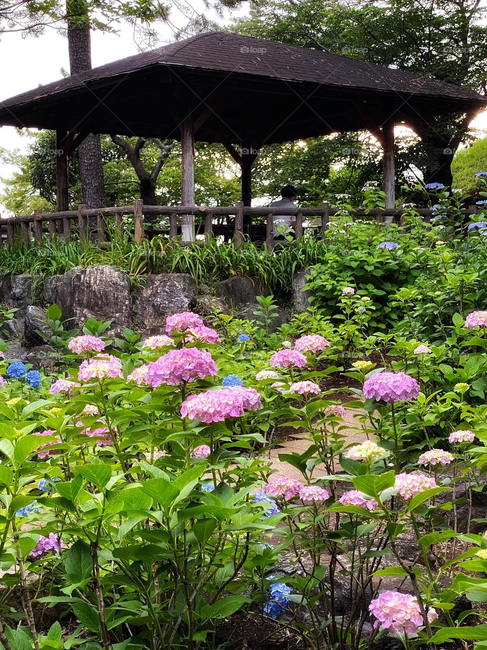 Hydrangea flower garden, blooming in pinks, purples and blues with fresh light green leaves
