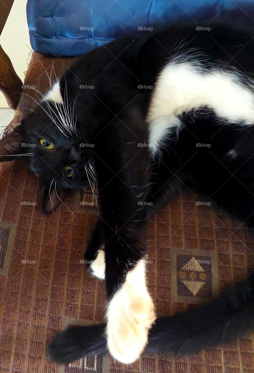 cat lying on chair stretched out lying upside down
