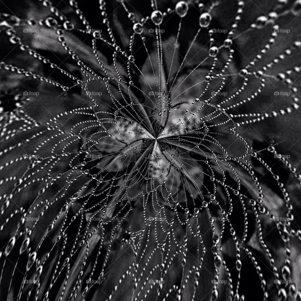 Water drops on flower