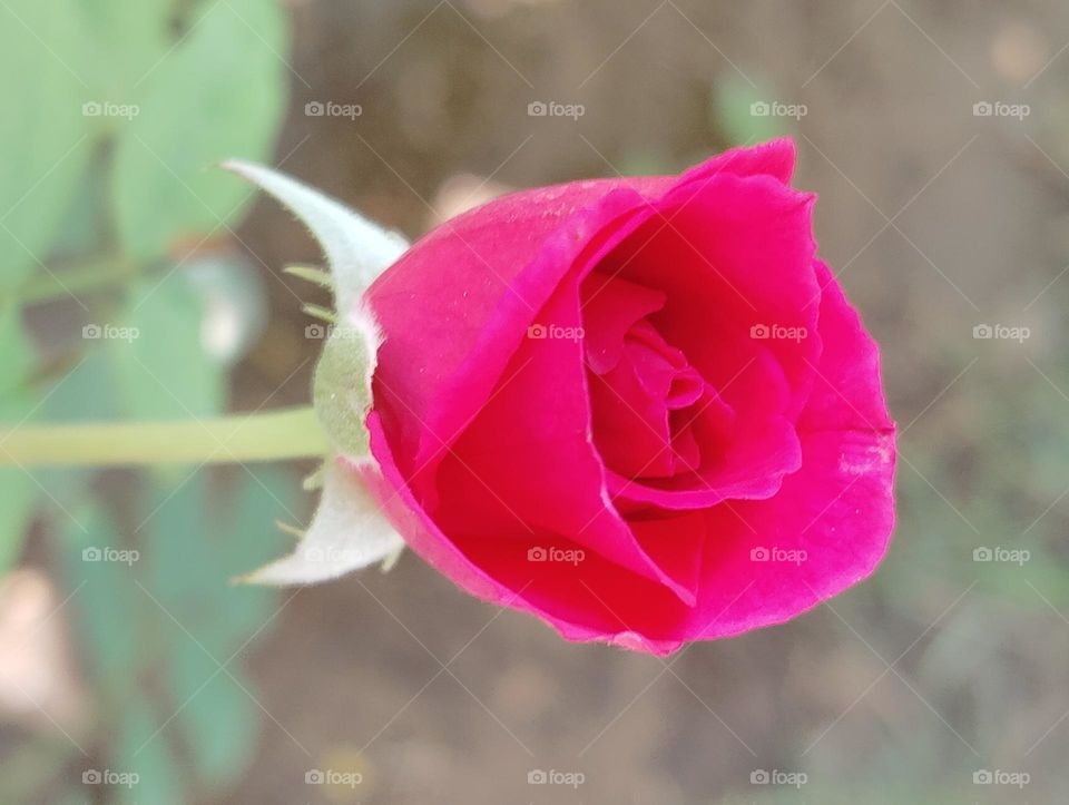 Rose pink flower seasonal fresh shurb small size looks very beautiful generally found everywhere