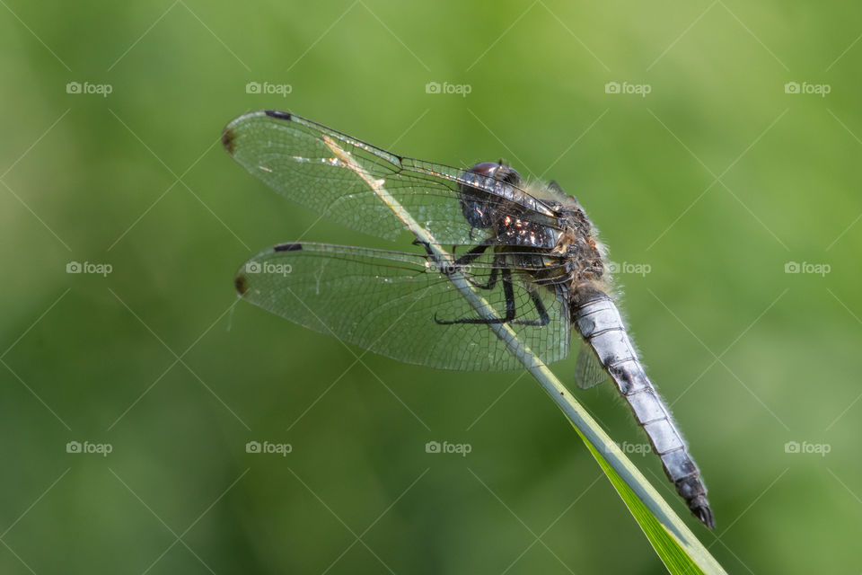 Scarce chaser (Libellula fulva) dragonfly male