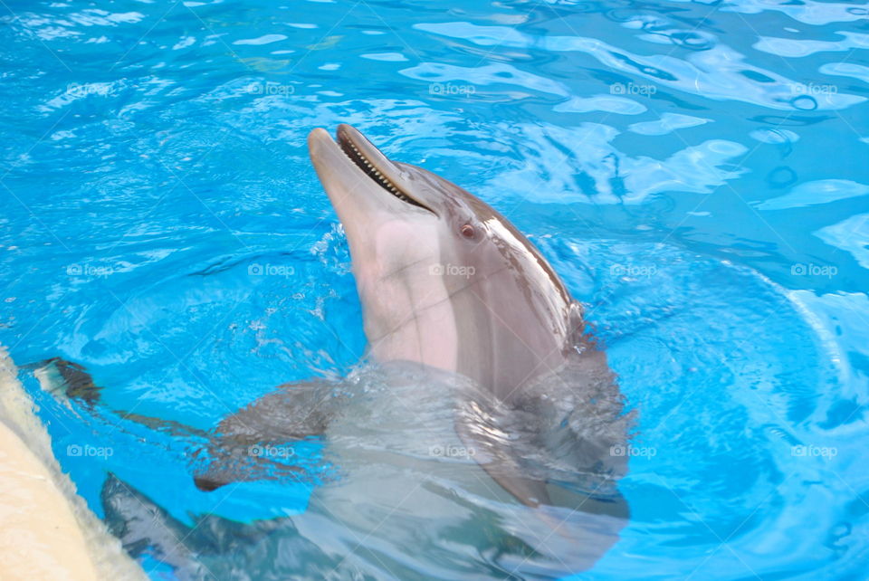 A smiling dolphin in a swimming pool