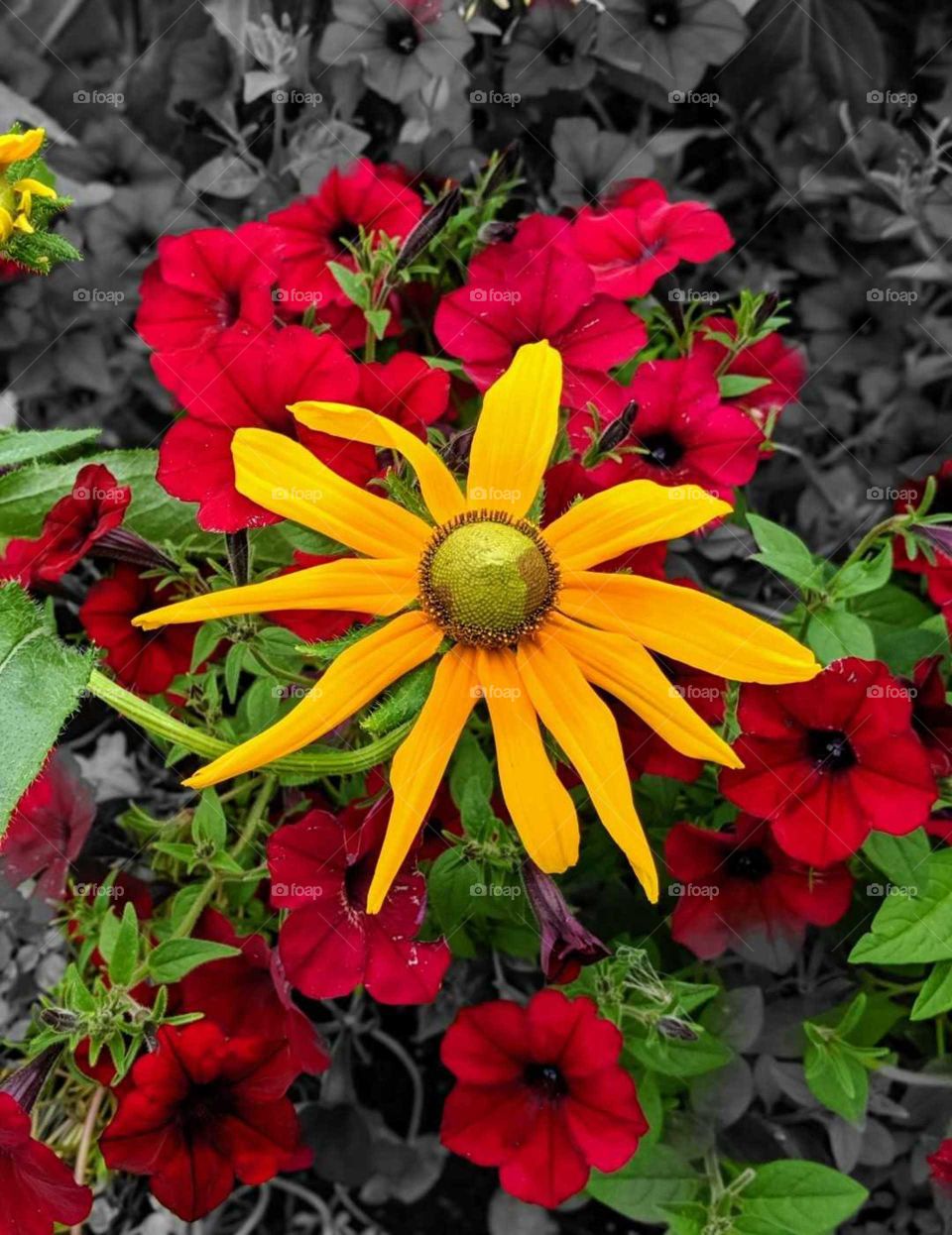 Red Petunis and a yellow Black eyed Susan. Petunia is genus of 20 species of flowering plants of South American origin. The popular flower of the same name derived its epithet from the French