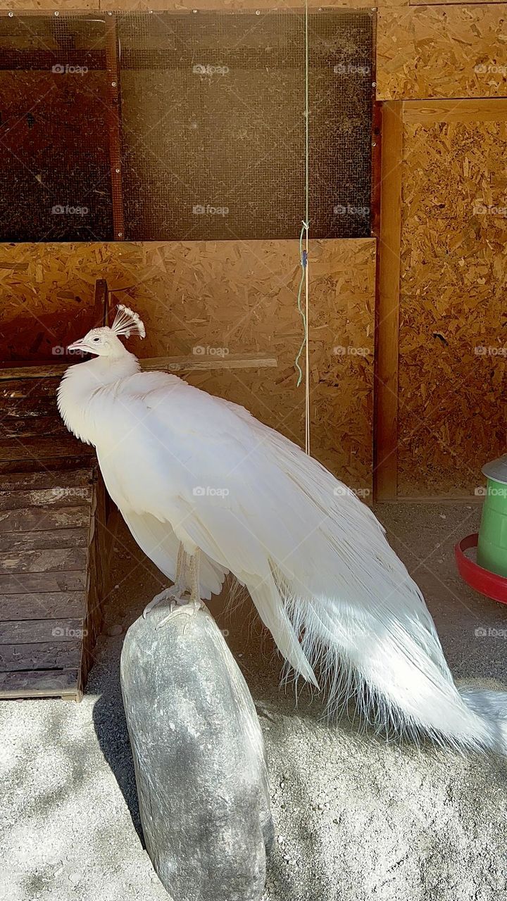 White peacock