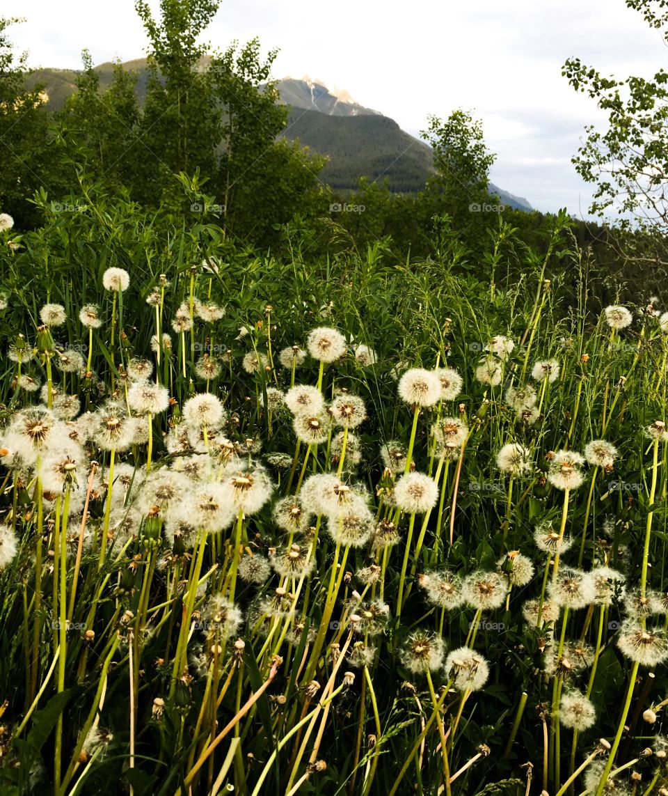 Canadian Rocky Mountain view from meadow filled with seeding dandelions low vantage point