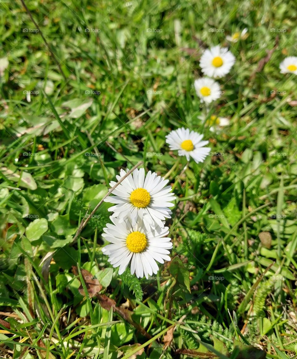 the beauty of spring in every flower