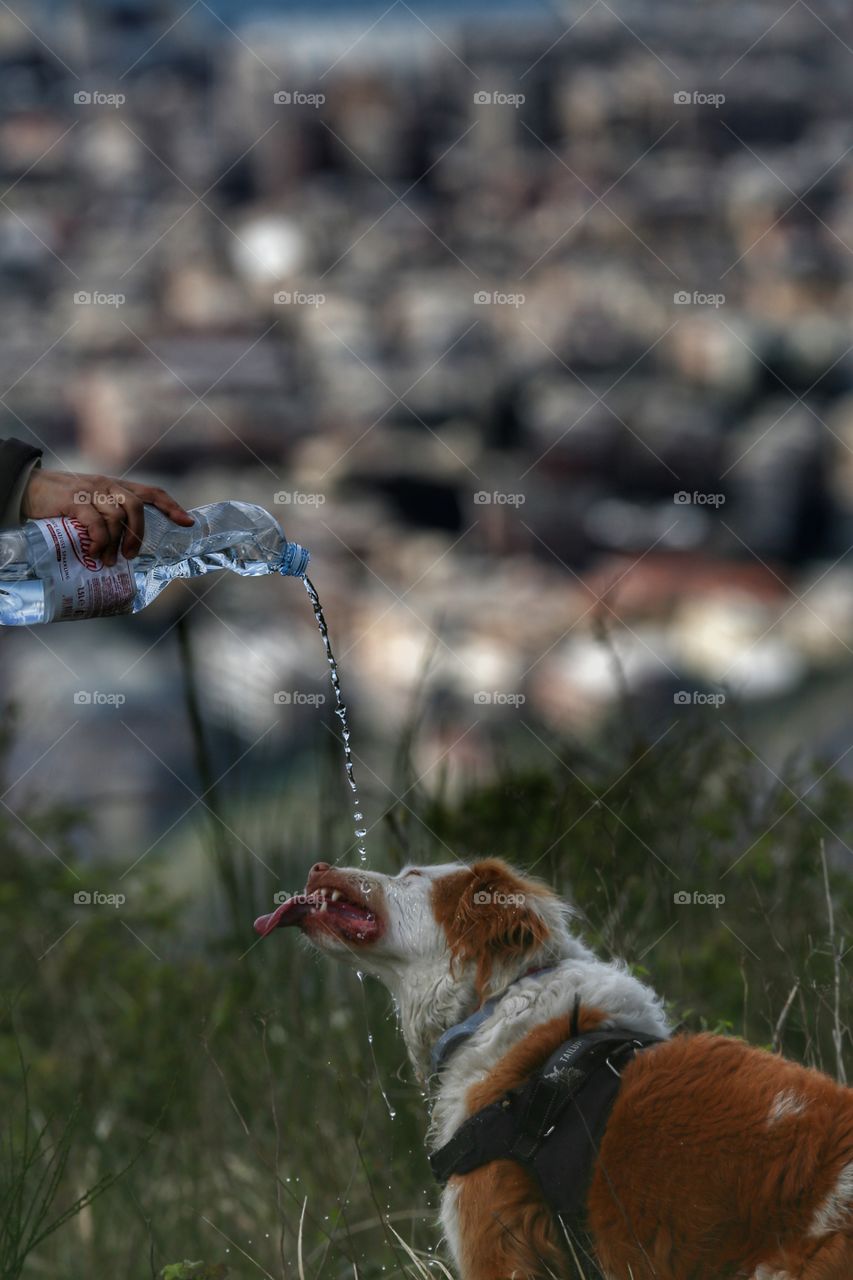 drinking dog