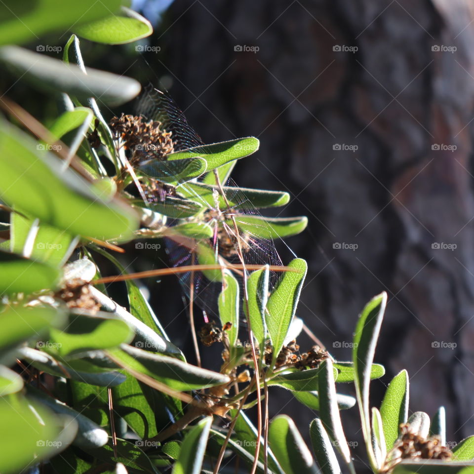 Green leaves and spiderwebs 